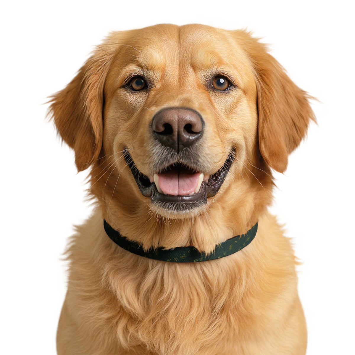Botanical Gold pet collar, size L: worn by a dog
