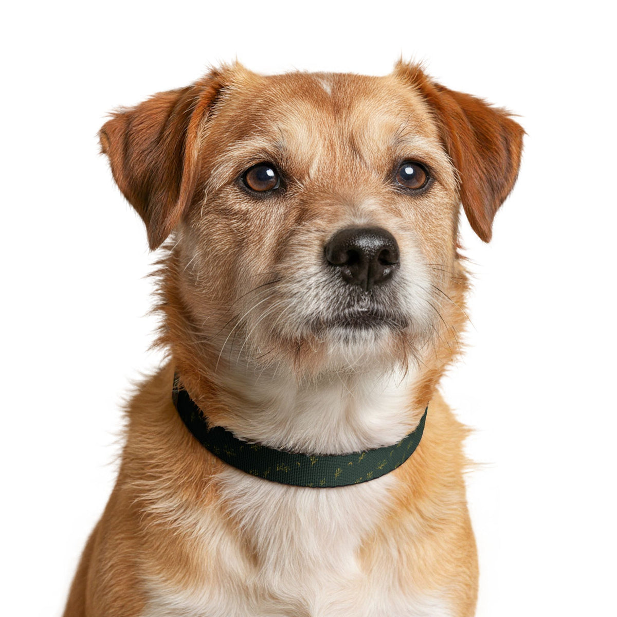 Botanical Gold pet collar, size S: worn by a dog